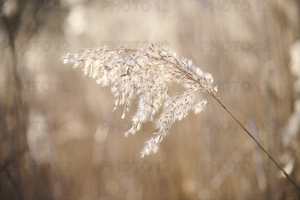 Common reed (Phragmites australis) seeds, detail, Upper Palatinate, Bavaria, Germany, Europe