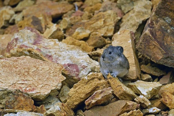 Pika (Ochotona) standing among boulders and on large rocks, Denali National Park, Alaska, USA, North America