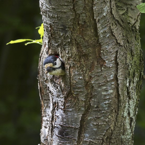 Great spotted woodpecker (Dendrocopos major) male sticking head out off nesting hole in tree trunk in forest