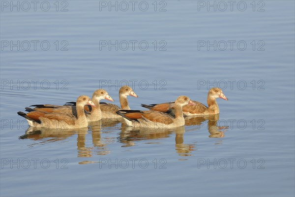 Egyptian Geese (Alopochen aegyptiaca), young birds swimming in shallow water, Altmühlsee, Franconian Lake District, Franconia, Bavaria, Germany, Europe