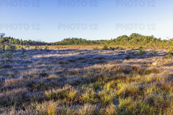 Bog landscape view with ground frost in autumn, Sweden, Europe