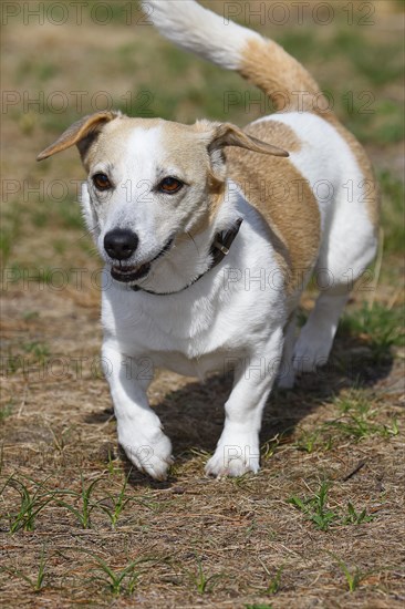 Dog, Jack Russell Terrier, Dog breed, Domestic dog (Canis lupus familiaris), Schleswig-Holstein, Germany, Europe