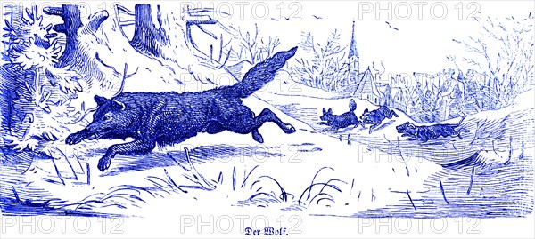 Gray wolf (Canis lupus), Hubertus hunting and hunting scenes, wild animals, landscape, village, church, hounds, rush, flee, pursue, historical illustration around 1860