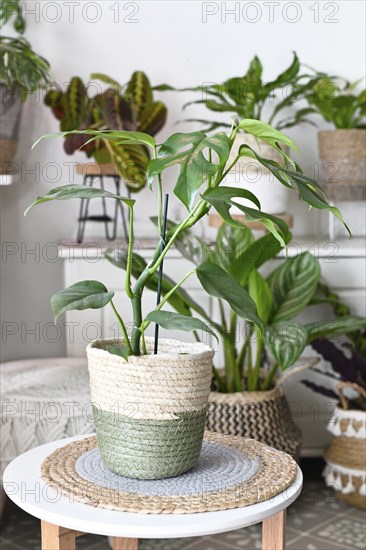 Exotic 'Rhaphidophora Tetrasperma' houseplant with holes in leaves placed on table in basket flower pot