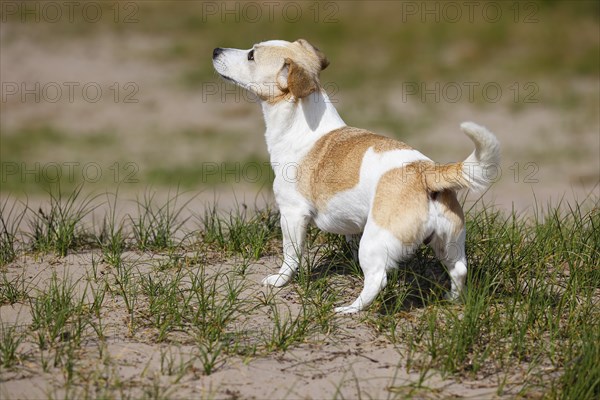 Dog, Jack Russell Terrier, Dog breed, Domestic dog (Canis lupus familiaris), Schleswig-Holstein, Germany, Europe