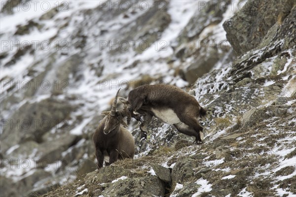 Two young Alpine ibex (Capra ibex) males fighting on mountain slope during the rut in winter, Gran Paradiso National Park, Italian Alps, Italy, Europe