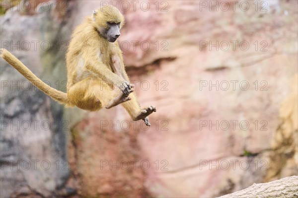 Guinea baboon (Papio papio) jumping, Bavaria, Germany Europe