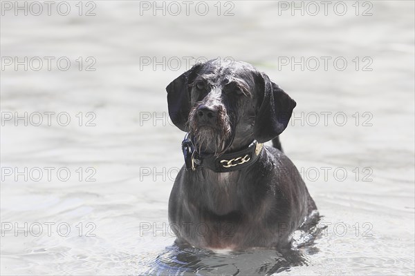 Dachshund Shih Tzu mix (Canis lupus familaris), male 4 years, sitting in water, North Rhine-Westphalia, Germany, Europe