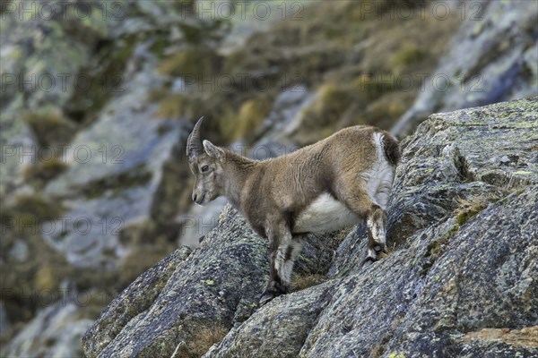 Alpine ibex (Capra ibex) young female foraging on mountain slope in winter in the Gran Paradiso National Park, Italian Alps, Italy, Europe