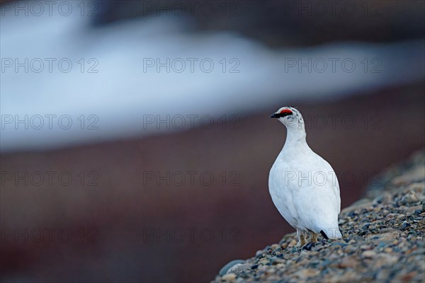 Snowcock (Lagopus muta) in winter plumage, red roses, standing on rocky ground, snow remains behind, Northwest Territories, Canada, North America