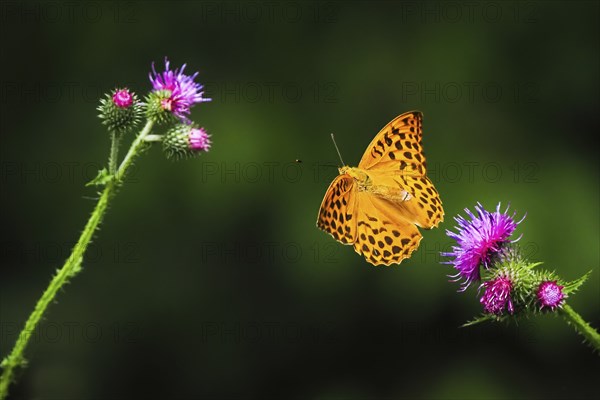 Silver-washed fritillary (Argynnis paphia), male, flying from flower of creeping thistle (Cirsium arvense), Hesse, Germany, Europe