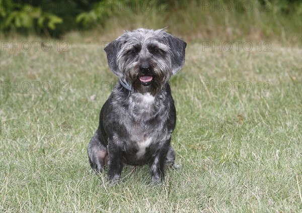 Dachshund Shih Tzu mix (Canis lupus familaris), male 4 years, sitting on the meadow, North Rhine-Westphalia, Germany, Europe