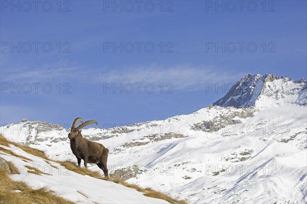 Alpine ibex (Capra ibex) male foraging in the snow in winter in the Gran Paradiso National Park, Italian Alps, Italy, Europe