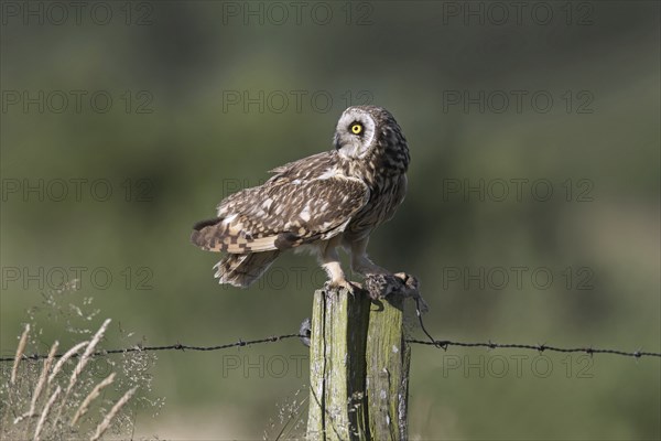 Short-eared owl (Asio flammeus) (Asio accipitrinus) perched on fence post along field with caught mouse prey in its talons