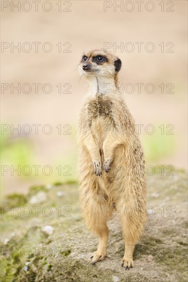 Meerkat (Suricata suricatta) standing on its hind feet, Bavaria, Germany Europe