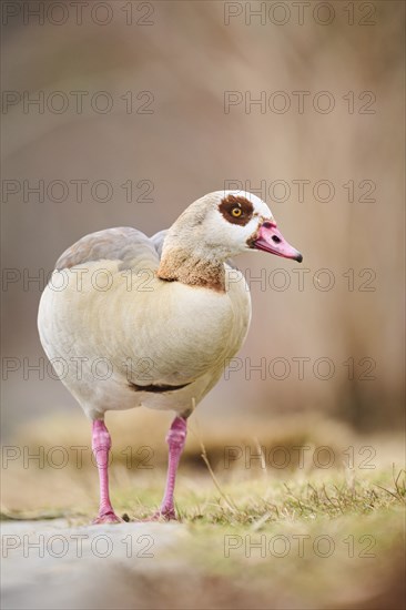 Egyptian goose (Alopochen aegyptiaca), standing on a meadow, Bavaria, Germany Europe