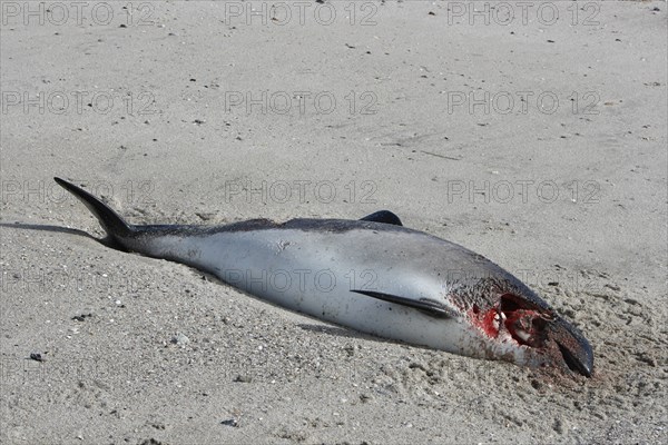 Harbour porpoise (Phocoena phocoena), found dead on the beach, hit on the head by a ship's propeller, Lower Saxony Wadden Sea National Park, Lower Saxony, Germany, Europe