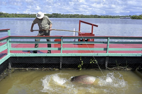 Man fishing an (Arapaima gigas) fish or giant pirarucu fish from a pier, Manaus, Amazonia State, Brazil, South America