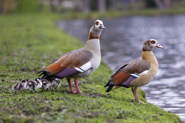 Egyptian geese (Alopochen aegyptiaca) with chicks, Germany, Europe