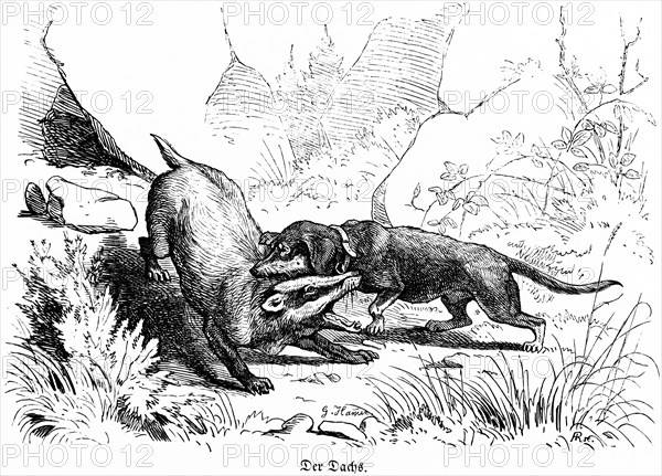 Badger and basset hound, Hubertus hunting and hunting scenes, wild animals, bite, neck, fight, grasses, nature, danger, pursue, historical illustration around 1860