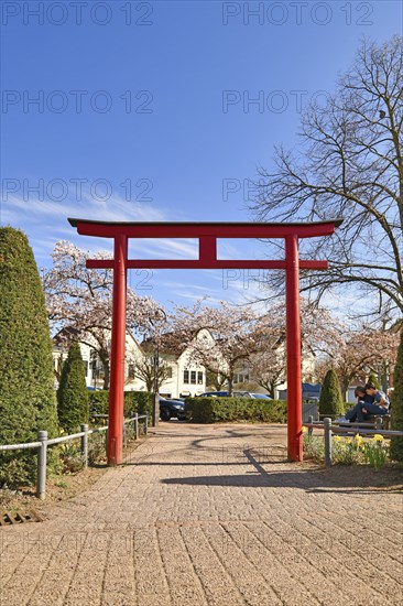 Hofheim, Germany, March 2020: Traditional Japanese 'Torii' gate and blooming Japanese cherry trees in old historic city center of Hofheim, Europe