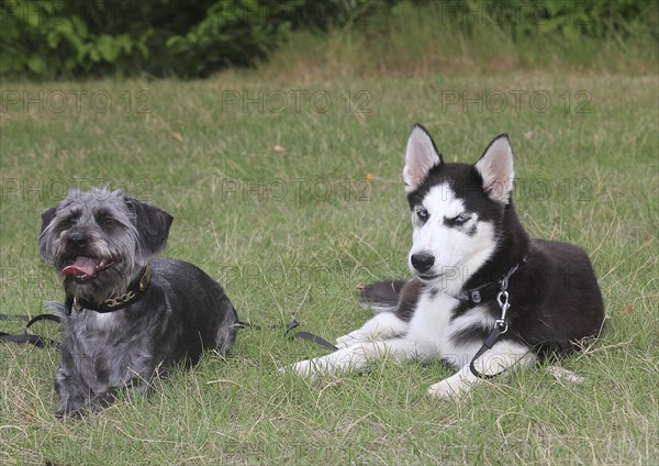 Dachshund Shih Tzu mix (Canis lupus familaris), male 4 years, and Siberian Husky 5 months, lying next to each other on the meadow, North Rhine-Westphalia, Germany, Europe