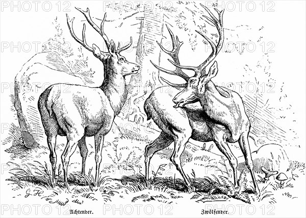 Stags, Eights and Twelve in the Forest, Hubertus Hunting, Hunting Scenes, Wild Animals, Nature, Lick, Turning the Head, Historical Illustration around 1860