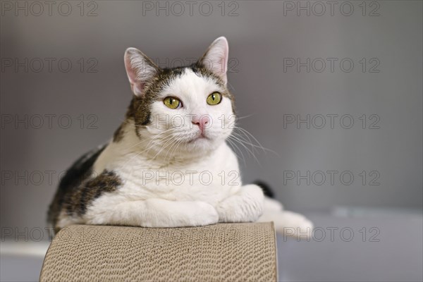 Cat lying on cardboard scratch board