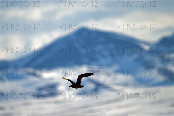 Whimbrel (Numenius phaeopus) in flight, behind Richardson Mountains, Yukon Territory, Canada, North America