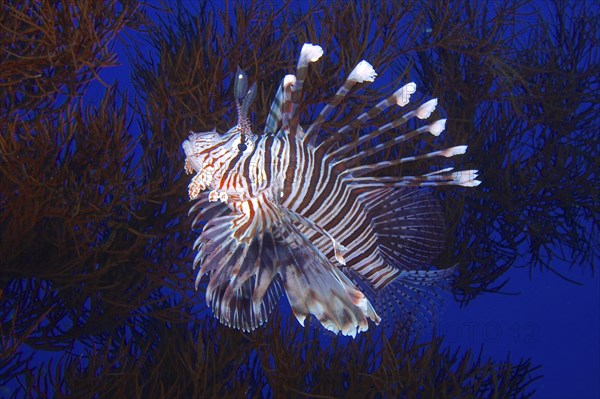 Indian (lionfish Pterois miles) in black wire coral (Antipathes dichotoma), St Johns reef dive site, Saint Johns, Red Sea, Egypt, Africa