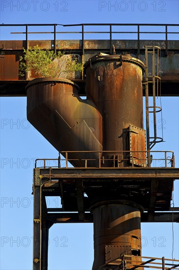 Birch tree growing in the disused industrial plant Phoenix West in the district of Hörde, industrial nature, Dortmund, Ruhr area, North Rhine-Westphalia, Germany, Europe