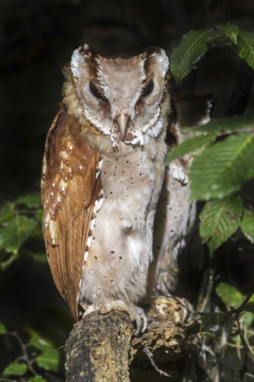 Oriental bay owl (Phodilus badius) couple perched in tree at night, native to Southeast Asia