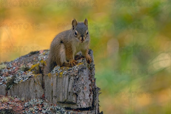 Common Canadian red squirrel (Tamiasciurus hudsonicus) sitting on tree stump, Yukon Territory, Canada, North America