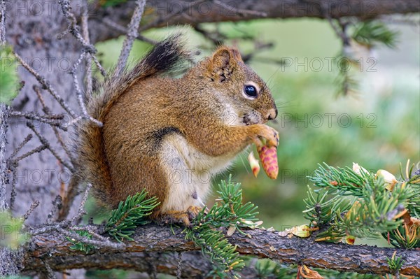 Common Canadian red squirrel (Tamiasciurus hudsonicus) sitting on a branch, eating pine cones, tail attached to body, Yukon Territory, Canada, North America