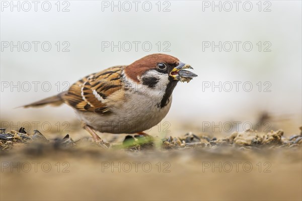 Eurasian tree sparrow (Passer montanus), field sparrow Winter feeding, feeding site, splendid dress, nuptial dress, Middle Elbe Biosphere Reserve, Saxony-Anhalt, Germany, Europe