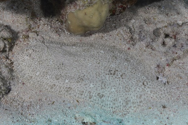 Well camouflaged finless sole (Pardachirus marmoratus) in the sand. Dive site Marsa Shona Reef, Egypt, Red Sea, Africa