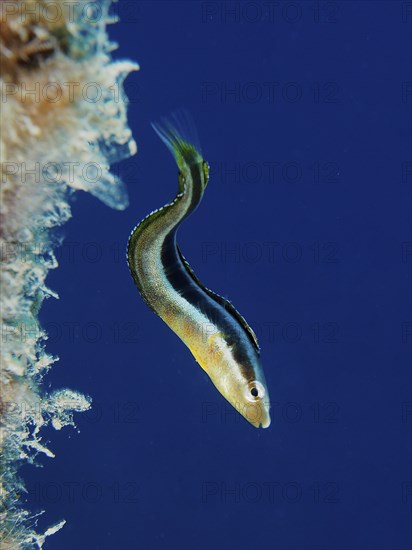 Dussumier's sabre-tooth blenny (Aspidontus dussumieri), female, dive site House Reef, Mangrove Bay, El Quesir, Red Sea, Egypt, Africa