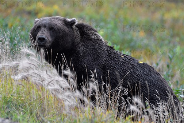 Brown bear (Ursus arctos), grizzly lying in the grass, dark colouring, North Yukon, Yukon Territory, Canada, North America