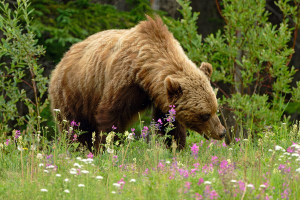 Brown bear (Ursus arctos), grizzly eating grass and flowers, light colouring, Yukon Territory, Canada, North America