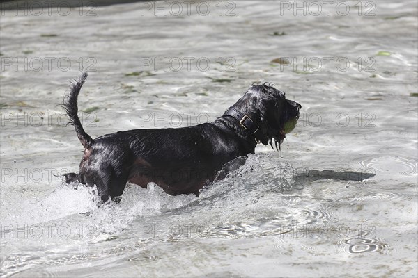 Dachshund Shih Tzu mix (Canis lupus familaris), male 4 years, running through the water with a ball in his mouth, North Rhine-Westphalia, Germany, Europe