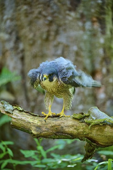 Peregrine Falcon (Falco peregrinus), adult sitting on branch in forest, Bohemian Forest, Czech Republic, Europe