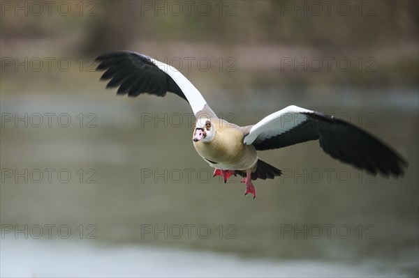 Egyptian goose (Alopochen aegyptiaca), flying, Bavaria, Germany Europe