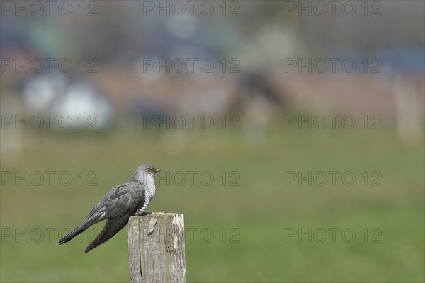 Common cuckoo (Cuculus canorus), male sitting on a post of a pasture fence at the edge of a village, Wildlife, Westerwald, Rhineland-Palatinate, Germany, Europe