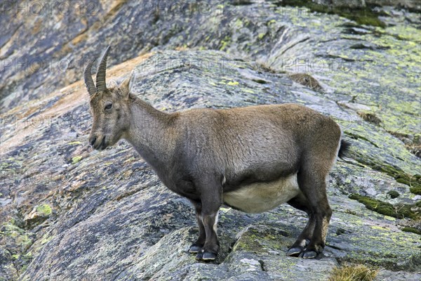 Alpine ibex (Capra ibex) pregnant female foraging on mountain slope in winter in the Gran Paradiso National Park, Italian Alps, Italy, Europe