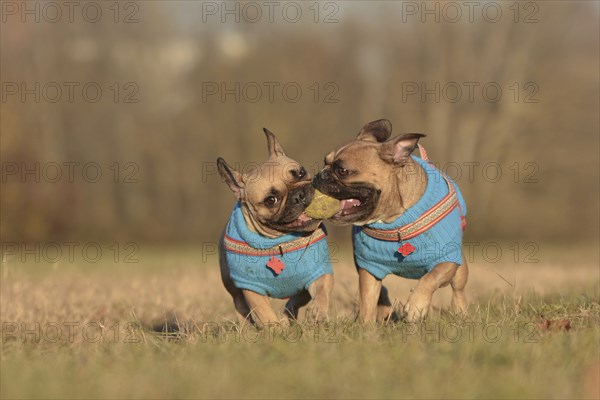 Action shot of two French Bulldog dogs wearing matching blue sweaters running towards camera while holding ball toy together in mouth