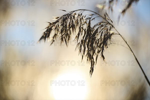 Common reed (Phragmites australis) seeds, detail, Upper Palatinate, Bavaria, Germany, Europe