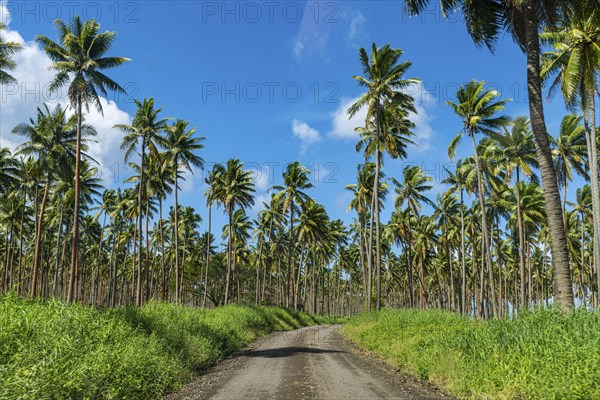 Palm grove on the south coast of Taveuni, Fiji, South Pacific, Oceania