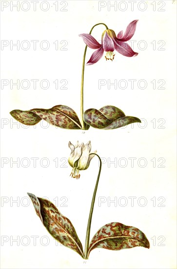 Dog's Fawn Lily (Erythronium dens-canis), also dog's tooth or European dog's tooth, Historic, digitally improved reproduction of an original from the period