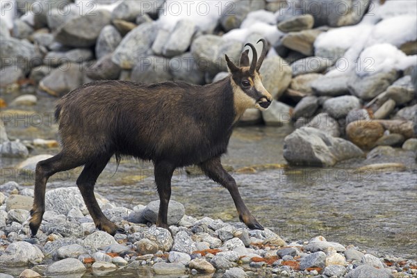 Chamois (Rupicapra rupicapra) at mountain stream, Gran Paradiso National Park, Italian Alps, Italy, Europe