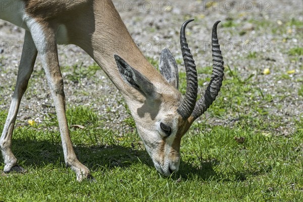 Dorcas gazelle (Gazella dorcas), ariel gazelle (Capra dorcas) grazing grass, native to semidesert climates of Africa and Arabia